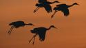 National geographic birds wallpaper
