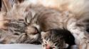 Nature cats animals sleeping kittens domestic cat wallpaper