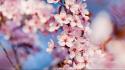 Nature cherry blossoms flowers pink wallpaper