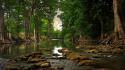 Nature forest rivers wallpaper