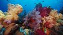Water landscapes nature colored indonesia fishes underwater world wallpaper