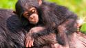 Animals chimpanzee baby wallpaper