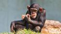 Animals chimpanzee eating wallpaper