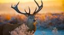 Animals deer wallpaper