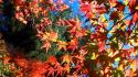 Autumn (season) red leaves sunlight maple leaf branches wallpaper