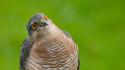 Birds animals falcon bird orange eyes of prey wallpaper