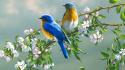 Birds bluebirds wallpaper