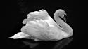 Birds swans grayscale wallpaper