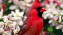 Close-up flowers birds cardinal northern blurred background wallpaper