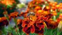 Flowers marigold bees orange wallpaper