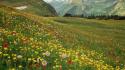 Flowers national park montana wildflowers glacier alpine wallpaper