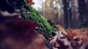 Forest leaves moss ground focused wallpaper