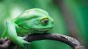 Frogs amphibians wallpaper
