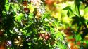 Green autumn (season) leaves sunlight maple leaf branches wallpaper