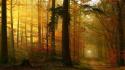 Landscapes nature forests paths down sun rays dawning wallpaper