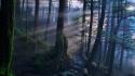 Landscapes nature forests pathway mystical dawning wallpaper