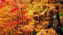 Landscapes nature trees autumn wallpaper