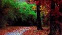 Landscapes nature trees multicolor forests pathway autumn leaves wallpaper