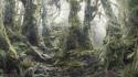 Light landscapes nature trees wood moss roots vegetation wallpaper