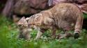 Nature animals cubs wildcat wallpaper