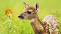 Nature animals deer fawn baby wallpaper