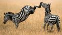 Nature animals zebras facepunch kicking wallpaper