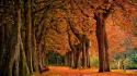 Nature autumn (season) background wallpaper