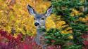 Nature deer wallpaper