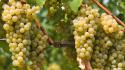 Nature grapes italy south tyrol wallpaper