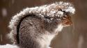 Nature snow animals outdoors squirrels national geographic covering wallpaper