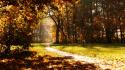 Nature trees path trail autumn wallpaper