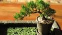 Plants bonsai tree wallpaper