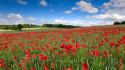 Plants united kingdom hdr photography red poppies wallpaper