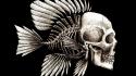 Skulls funny artwork charles darwin bones seaman wallpaper