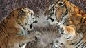 Snow china fighting animals two siberian tigers wallpaper