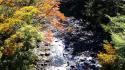 Water nature trees autumn (season) streams creek waterscape wallpaper