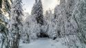 Winter snow forest whispering wallpaper