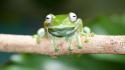 Animals frogs amphibians wallpaper