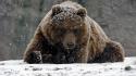 Animals grizzly bears snowing wallpaper
