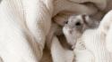 Animals hamsters dwarf wallpaper