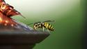 Animals insects licking wasp macro green background wallpaper
