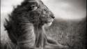Animals iphone lions wallpaper