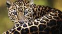 Animals leopards amur leopard wallpaper