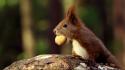 Animals squirrels nuts wallpaper