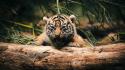 Animals tigers cubs baby wallpaper