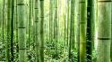 Bamboo grove wallpaper