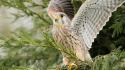 Birds animals leaves falcon bird kestrel wallpaper
