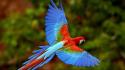 Birds animals parrots scarlet macaws macaw colors exotic wallpaper