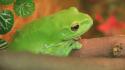 Green frogs wallpaper