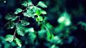 Green nature leaves macro wallpaper
